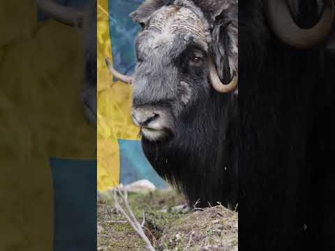 The Struggle of Sweden’s Last Muskoxen