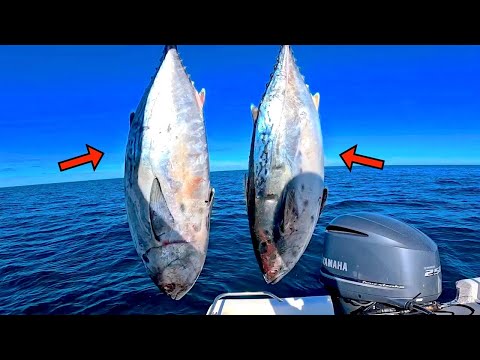 Fishing CHUNKS of CUT! BAIT over this OFFSHORE REEF in the GULF of MEXICO!