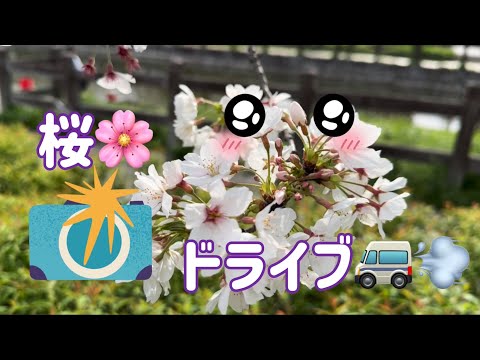 桜🌸ドライブ🚐💨#66