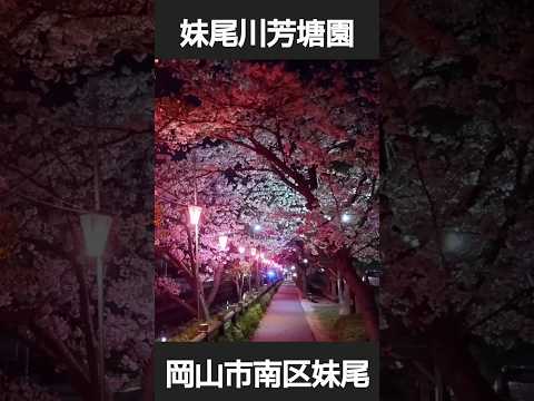 岡山市妹尾、芳塘園夜桜