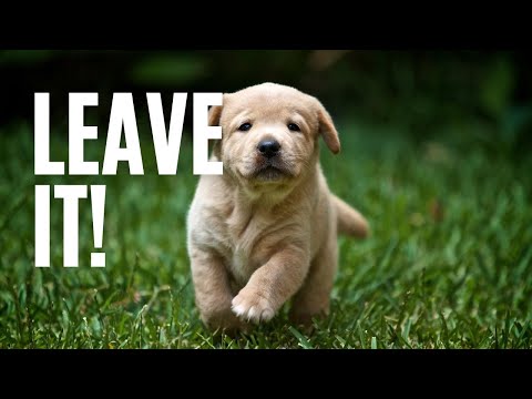 The TRICK To Teaching ANY Dog To Leave It Alone (ANYTHING)