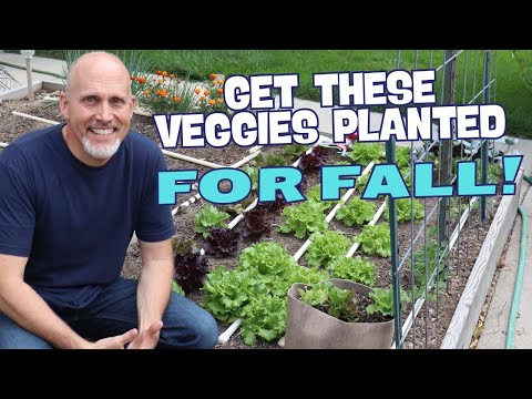 6 Best Crops to Plant for Fall And Early Winter Harvest