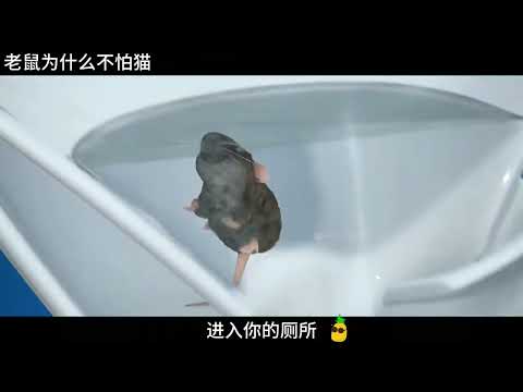 老鼠为什么不怕猫？#科普