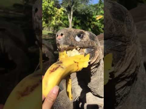 Galápagos tortoise eating a banana