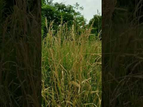 Fields of Gold. Katie Melua - Canh dong vang.