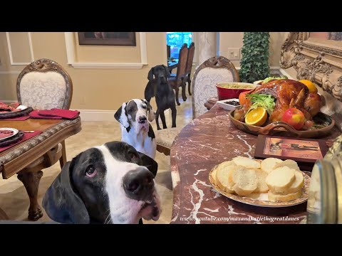 Funny 6 Month Old Great Dane Puppies Enjoy Taste Of 1st Thanksgiving Dinner