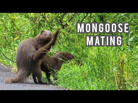 mongoose mating | mongoose mating sound  🎶  नेवला की आवाज़  mongoose sound  #mongoose  #animalsounds