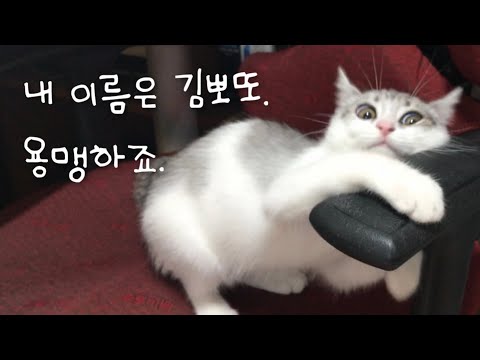 세상에서 제일 용맹한 고양이 김뽀또