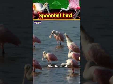 Graceful Wonders of Bird's Documentary | Enchanting Life of Spoonbill Birds | Creative Nature