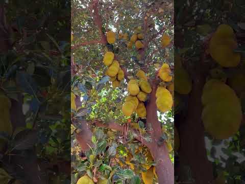 jackfruit tree