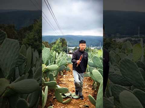 Cactus Pruning Techniques For High Yield Fruits #farming #agriculture #satisfying