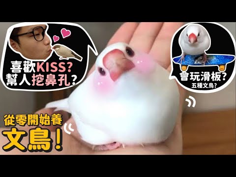 【從零開始養】文鳥!喜歡KISS?幫人挖鼻孔?會溜滑板?五種文鳥介紹!洗澡很療癒?【許伯簡芝】