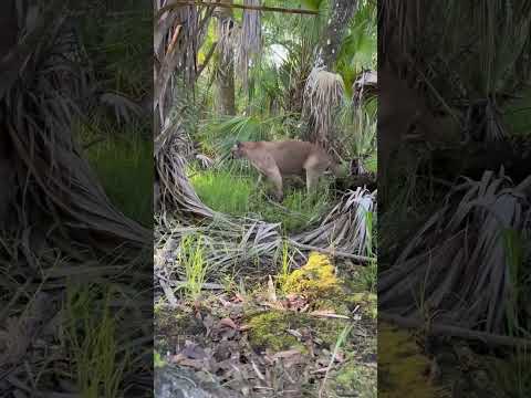 Watch: Turkey Hunter Calls in Florida Panther to 10 Yards