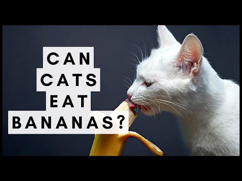 Can Cats Eat Bananas?