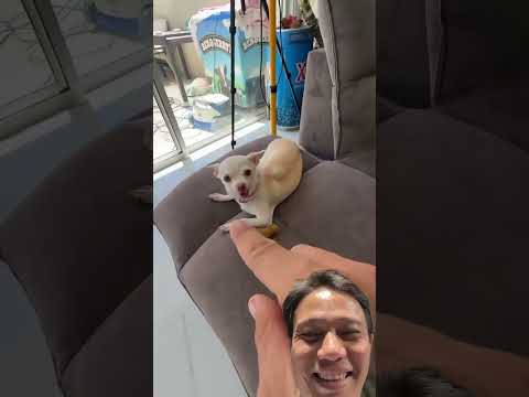 When A Chihuahua Gets Angry 😡🐶 Hilarious Reaction!