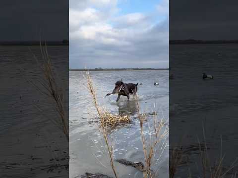 German wirehaired pointer retrieves pintail drake in Mississippi #germanwirehairedpointer