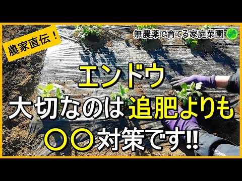 【スナップエンドウ】枯らさないために冬越し前にやるべきこと【有機農家直伝！無農薬で育てる家庭菜園】　24/12/14