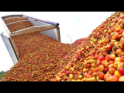 How Apple Juice Is Made