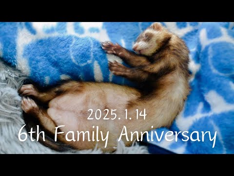 【お迎え記念日】お空組チョコ6回目のお迎え記念日💫【ferret#1722】