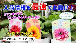 今週の花便り #111【2024.12.12】ラナンキュラス（ラックス） ランドセルシリーズも入荷♪【入荷情報を最速でお届け!!】