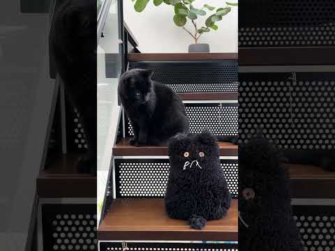 ピムスが黒くなっちゃった！？【黒猫ギネスと茶トラのピムス。仲良し兄弟のベターライフ日記。vol.152】#andpremium #アンドプレミアム #黒猫ギネスと茶トラのピムス