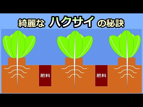 【白菜の収穫】胚軸切断と待ち肥一発でアブラムシ皆無 家庭菜園31年目