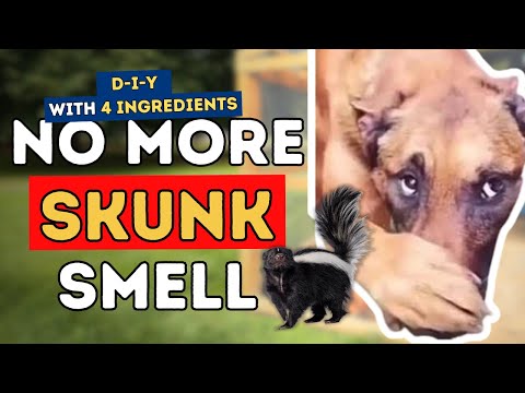 DIY SKUNK-SMELL Repellent with 4 Easy Ingredients for Your Pets