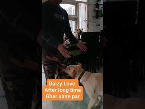 #viralshort #viralvideo #pets #dog #viralshort #viralvideo #viral #shortsvideo #reels #instagram