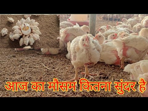 आज मै अपने फॉर्म पे था ☺ सुबह का मौसम कितना अच्छा है #morning #poultry #farming