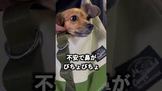 散歩だと思ってる犬をペットホテルに預けたら拗ねて一日無視された！ #shorts