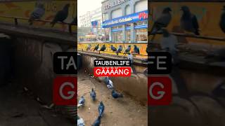 #taubenlife #leipzig #tauben #pigeons #corner #gang #bffs #network #birdsoftheworld #german #gangsta