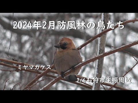 【えりすいしかり】防風林の鳥たち