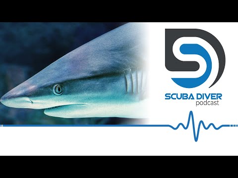 Cocaine Shark Found in Brazil #scuba #news #podcast