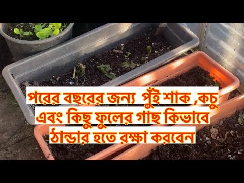 পরের বছরের জন্য  পুঁই শাক ,কচু  এবং কিছু ফুলের গাছ কিভাবে ঠান্ডার  হাত হতে রক্ষা করবেন