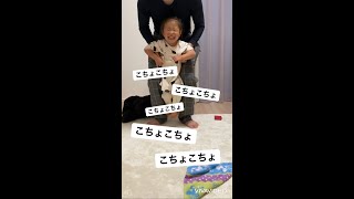 【双子の日常】こちょこちょに耐える2歳児が可愛すぎる #Shorts