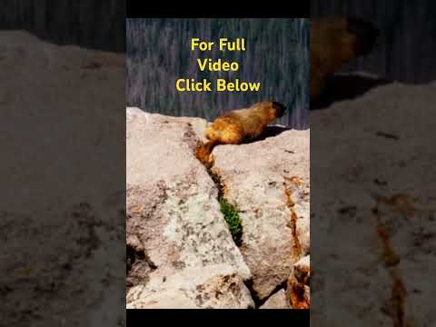 Marmot Madness: The Rocky Mountain National Park