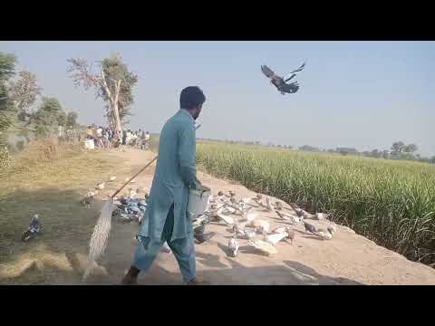 jam Arshad\\famous pigeon master#shorts#kabootar#beautiful#whatsappstatus@jamshado1