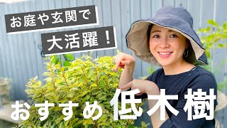 【低木樹を制する者はお庭を制す】お庭・玄関で大活躍のおすすめ低木樹♪