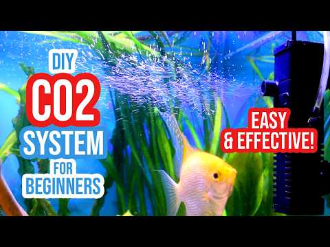 EASIEST Low Budget DIY CO2 System for Your Planted Aquarium! ☘️