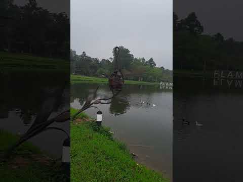 Nice Place to relax #flamingo #shortvideo #satisfying #vietnam