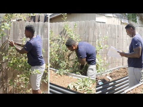 SUMMER PRUNING | ESPALIER APPLE TREES | GLOG 14