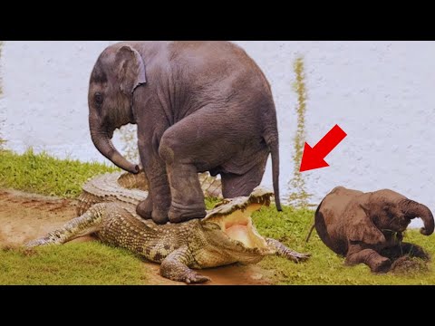 The crocodile wanted to eat her baby elephant  Look what the mother elephant did to the crocodile