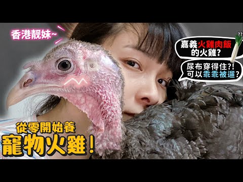 【從零開始養】寵物火雞!嘉義火雞肉飯的火雞?可以用牽繩遛!遛一溜會飛走?會兇嗎?舌頭繞後腦杓?聰明穿得住尿布?洗澡?【許伯簡芝】turkey