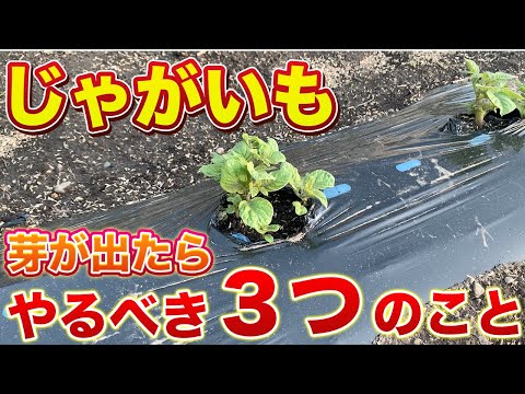 【じゃがいも栽培】芽が出たら絶対にやるべき３つのこと！