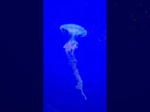 Mesmerizing Jellyfish