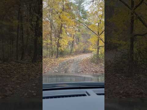 Beautiful Fall Foliage / Jungle driveway #rafisviews