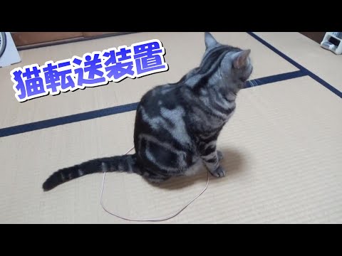 いまさら猫転送装置！（アメリカンショートヘア）