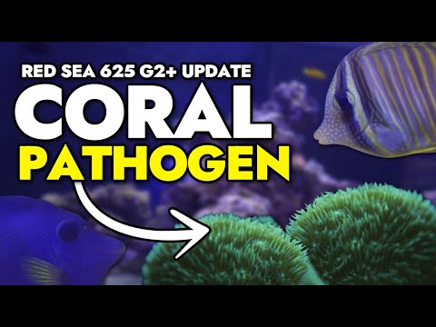 My New Red Sea 625 G2+ Has A Coral Pathogen and Ich