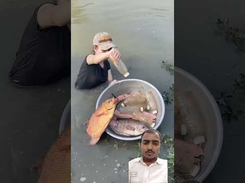 Amazing Fish Trapping Skills To Cat #fishing #carpfishing #fishtrap #fish #shorts  #amazingfish