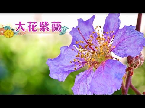 【賞花101】大花紫薇【Appreciation of Flowers 101】Queen Crape Myrtle